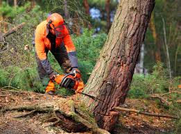 Best Tree Risk Assessment  in Youngstown, OH